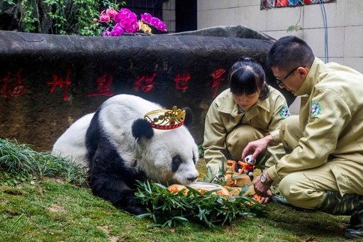 世界最高齢のパンダ、37歳に 中国 写真4枚 国際ニュース：AFPBB News