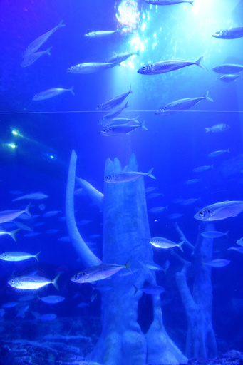 イワシ群舞が桜に、八景島シーパラダイスで一足先にお花見 横浜 写真10