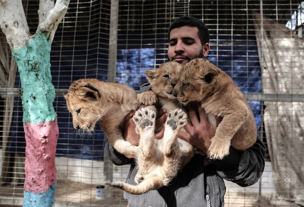 ガザの動物園、子ライオン3頭を売り出し 経済疲弊で餌代負担できず