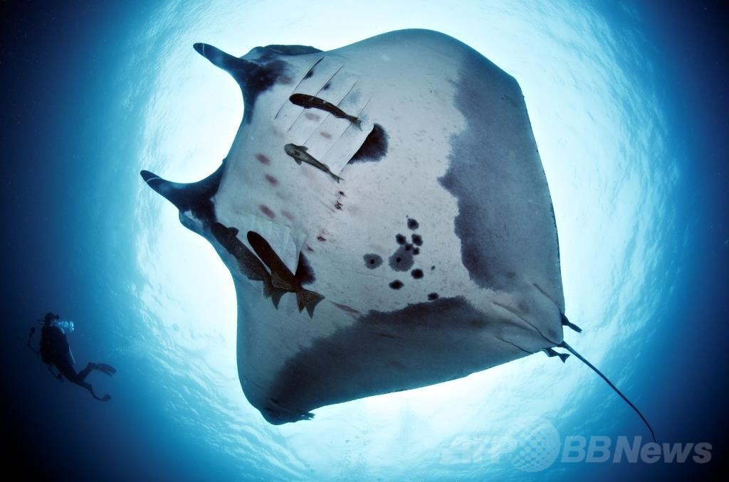 「ドゥ･ラ･メール」主催ビーチクリーンイベント、6月8日開催