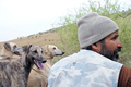 モロッコ北部Oued Jdidaで行われたジャッカル猟で、待機する猟犬スルーギ（2008年10月11日撮影）。(c)AFP/ABDELHAK SENNA