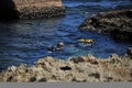 キューバ・ハバナでミノカサゴを捕獲するダイバー（2016年5月2日撮影）。(c)AFP/YAMIL LAGE