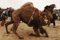 アフガニスタン北部バルフ（Balkh）州マザリシャリフ（Mazar-i-Sharif）で22日、新年行事の一環としてラクダを闘わせる催しが行われた。写真は、闘うラクダ（2010年3月22日撮影）。(c)AFP/SHAH Marai