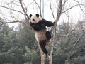 雪の中で木登りするパンダ（2018年12月21日撮影）。(c)CNS/劉棟