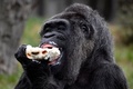 ドイツ首都のベルリン動物園で、バースデーケーキを食べる欧州最高齢のゴリラ、ファトゥ（2018年4月13日撮影）。(c)AFP PHOTO / John MACDOUGALL