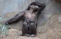 ドイツ北部オスナブリュック（Osnabrueck）の動物園で、母親とじゃれあう赤ちゃんチンパンジー（2014年1月21日撮影）。(c)AFP/CARMEN JASPERSEN    