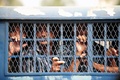 バングラデシュ・ダッカ（Dhaka）に設置された特別法廷で判決を受け、刑務所の車両で特別法廷を後にする内務省治安機関（Bangladesh Rifles、BDR）の兵士ら（2013年11月5日撮影）。(c)AFP/Munir uz ZAMAN