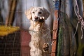 プリシュティナ・ドッグシェルターに保護された犬。コソボ首都プリシュティナ近郊のグラチャニツァで（2021年11月12日撮影）。(c)Armend NIMANI / AFP
