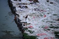 インド・アラハバードで、新型コロナウイルス感染症による死者とみられる遺体が埋葬されたガンジス川沿いの砂地を歩く男性（2021年6月5日撮影）。(c)SANJAY KANOJIA / AFP