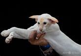 世界最大規模の猫の品評会、オランダで開催