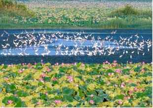 清潔で美しい世界を共に築く中国の貢献と示唆