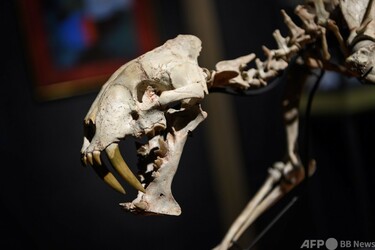 サーベルタイガー」の骨格標本、880万円で落札 写真8枚 国際ニュース