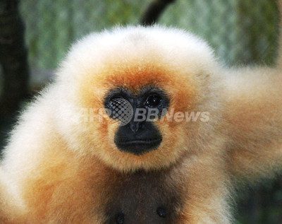 熱帯雨林に300種類の動物たちが遊ぶ シンガポール動物園 シンガポール トラベルjp 旅行ガイド