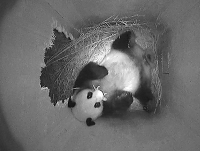 ウィーンの動物園でパンダが出産、自然妊娠は欧州2例目