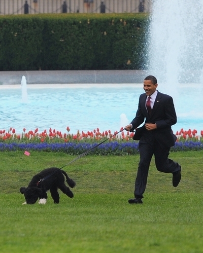 ホワイトハウスでお散歩、ファースト・ドッグの「ボー」とオバマ大統領一家