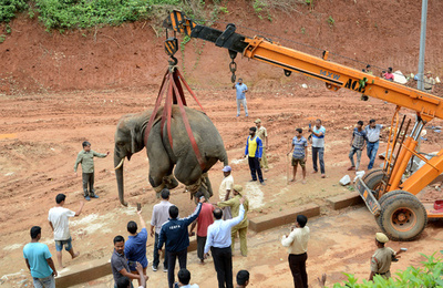 【今日の1枚】クレーンにつるされ森に帰る