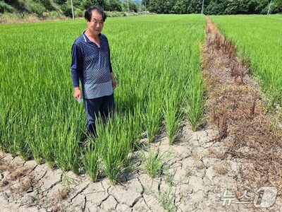 韓国・蔚山で深刻な干ばつ…ひび割れた水田、稲やトウモロコシに被害