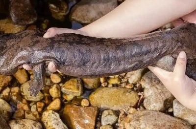 中国安徽省で野生のオオサンショウウオの新種を発見