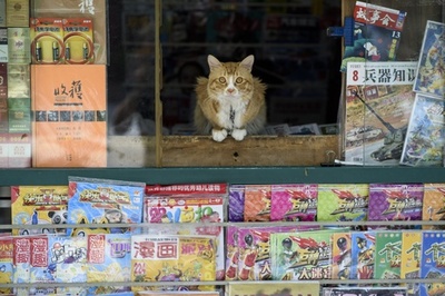 「いらっしゃいませ」、ネコが店番？中国・上海