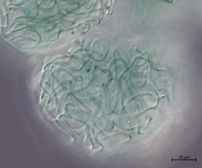 「雨の香り」発生させる微生物→「香水の原料」で活用へ…韓国のチームが研究
