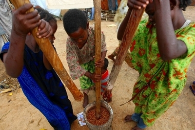 人類は中石器時代から「シリアル」を食べていた、加研究報告