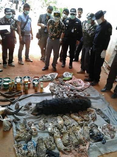 冷凍室に赤ちゃんトラの死骸40頭、タイのトラ寺院