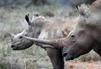 密猟者からサイを守るレンジャーたちの「戦争」　ケニア