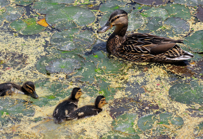 韓国の鳥インフルエンザ、首都ソウルにも感染拡大