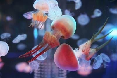 幻想的なクラゲ、涼しい夏を演出