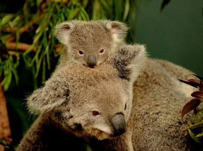 ママが世界の中心、コアラの赤ちゃん シドニー