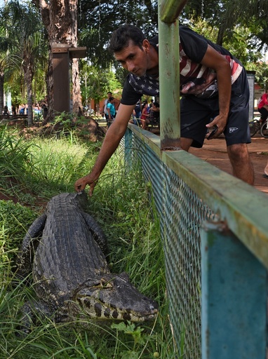 逃げたワニ7頭、商業地区で捕獲 パラグアイ