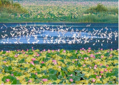 清潔で美しい世界を共に築く中国の貢献と示唆