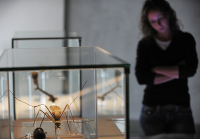 ロンドン自然史博物館の新ダーウィン・センター、まもなくオープン