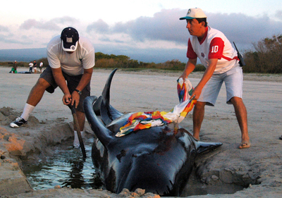 ガラパゴス諸島でクジラ12頭が座礁 - エクアドル