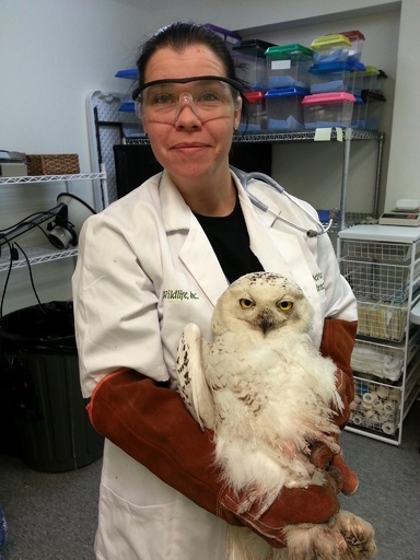 米首都で注目を集めたシロフクロウ、バスに当たってけが