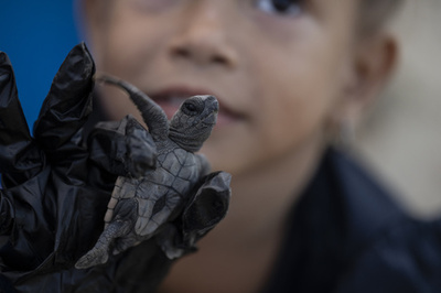 赤ちゃんガメを海に ベネズエラの保護活動