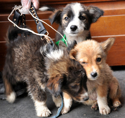 袋から子犬3匹救出！パリ市警