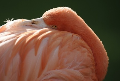 ちょこっと旅気分、ベルギー・アントワープの動物園