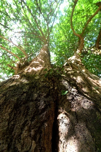 1200歳の夫婦イチョウ　福建