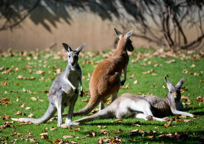 ボルボ カンガルー衝突回避技術を試験 豪州向け 写真1枚 国際ニュース Afpbb News