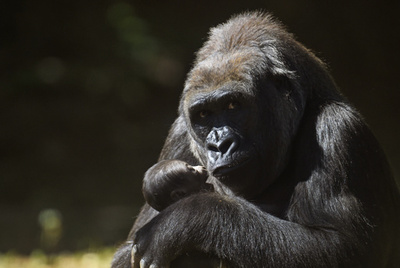 ゴリラもフェス開催か、人間に近似した「複雑な社会」を形成