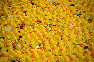 湖面を埋め尽くす無数の黄色いアヒル、ドイツ