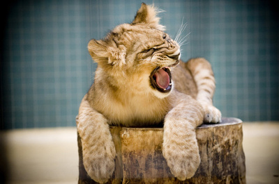 パリ郊外のアパートでライオンの赤ちゃん発見 転売目的か、男逮捕