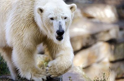 クヌート、まもなくガールフレンド候補と「ご対面」