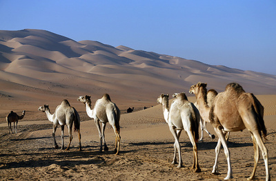 「ラクダの祭典」が開幕、アラブ首長国連邦