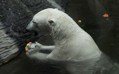 ホッキョクグマもアイスにうっとり、プラハ
