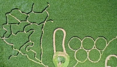 ドイツ版「田んぼアート」? トウモロコシ畑に五輪マーク出現