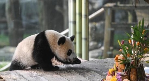 中国 重慶動物園のパンダの赤ちゃん 1歳の誕生日迎え「ワンシュー」と命名