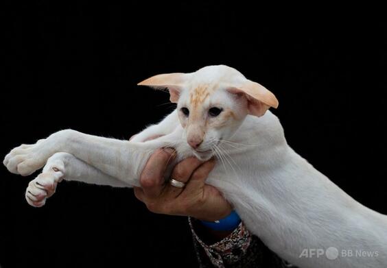 世界最大規模の猫の品評会、オランダで開催