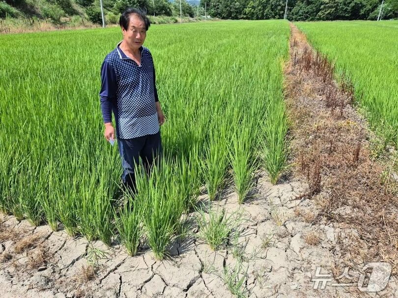猛暑特報が5日間続く蔚山市蔚州郡斗西面で、ひび割れた水田を見つめる農家のチェ・グンシクさん (c)news1